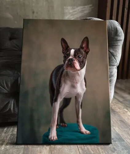 Картина на холсте "бостон-терьер бостонский бостон терьер грустит бежевый собаки собака" 40x60 интерьерная в комнату на стену в спальню