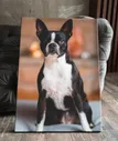 Картина Leonarto "бостон-терьер бостонский порода бостон терьер голубой собаки собака", 60 см х 80 см